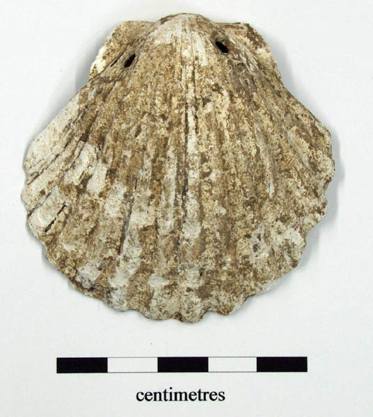 Pilgrim scallop shell from Inhumation 108
