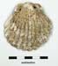 Pilgrim scallop shell from Inhumation 108